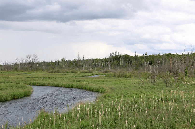 Wetland, River | 301-445 Golf Course Rd, Janetville, ON L0B 1K0, Canada