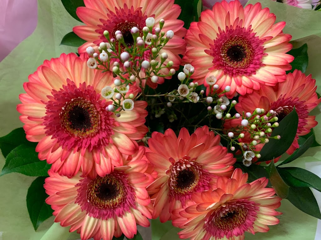 Hollandia Greenhouses,Ltd. | 19731 Richardson Rd, Pitt Meadows, BC V3Y 1Z1, Canada | Phone: (604) 460-1866