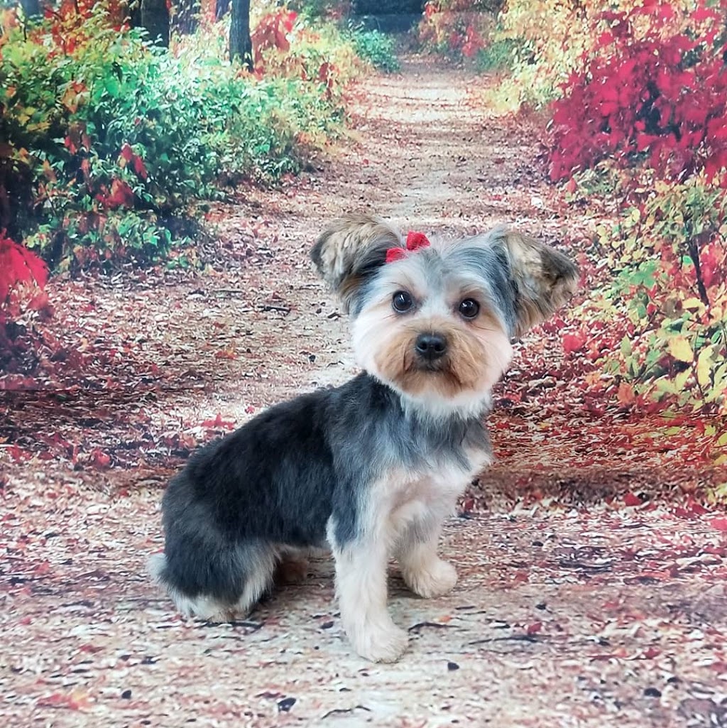 Poochies Paradise Spa | 2713 Bur Oak Ave Unit 2, Markham, ON L6B 1K7, Canada | Phone: (905) 910-1022