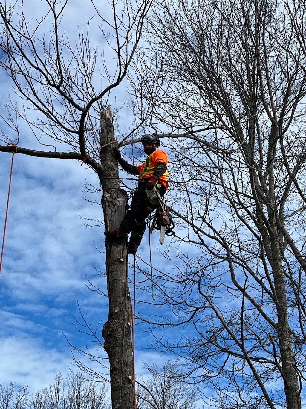 Indie Tree Service | 9717 Nova Scotia Trunk 10, Nictaux, NS B0S 1P0, Canada | Phone: (902) 840-3020