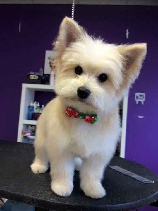 Beauté Animale Caro-Lyne | 158 Rue Olivier, Saint-Alphonse-de-Granby, QC J0E 2A0, Canada | Phone: (450) 956-1641