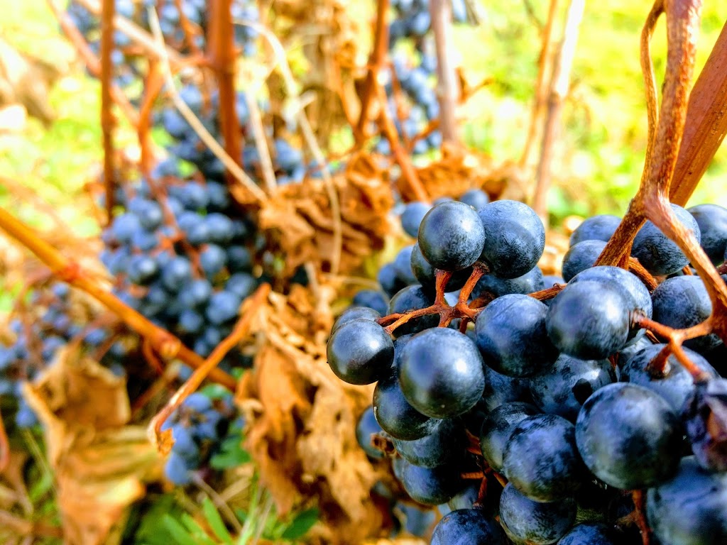 Vignoble Chemin de la Rivière | 1087 Chem. de la Rivière, Magog, QC J1X 3W5, Canada | Phone: (819) 847-1485