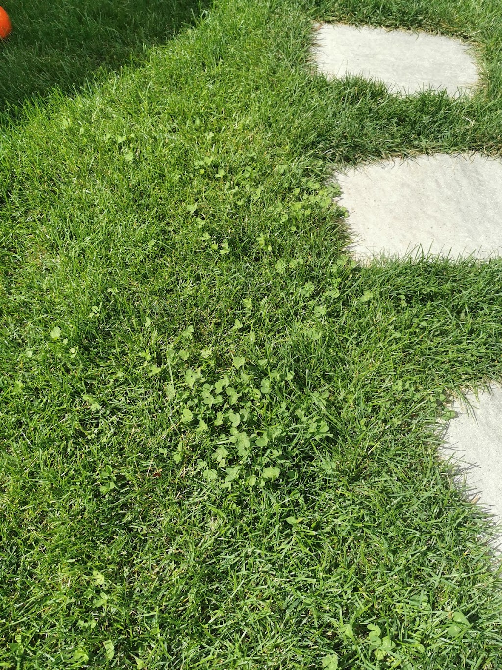 Weed Man Lawn Care | 28 Rowanwood St, Hamilton, ON L8L 7H3, Canada | Phone: (866) 407-9333
