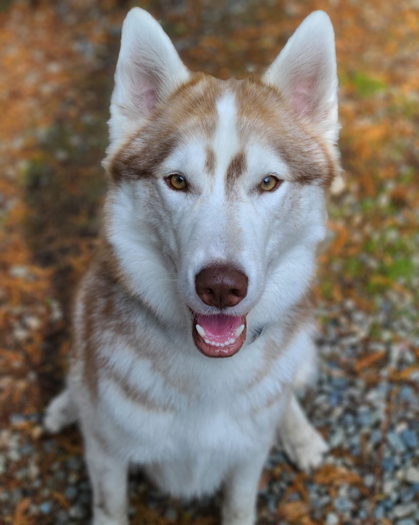 Seaside Canine Dog Training, Walking & Grooming | 10370 Patricia Pl, Sidney, BC V8L 3J6, Canada | Phone: (250) 893-2946