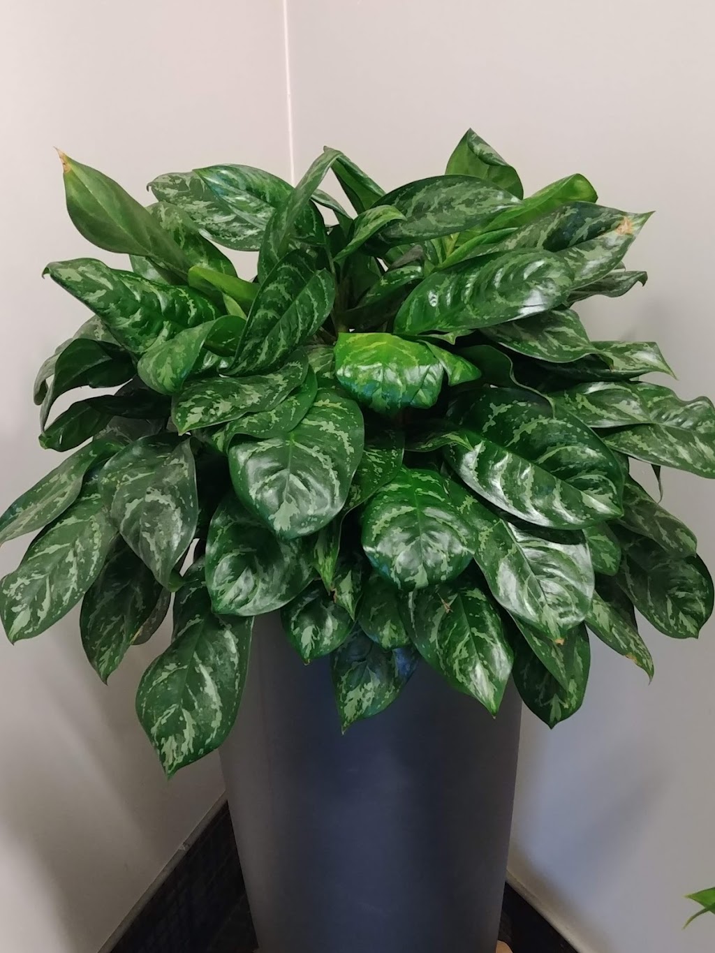 Urban Green | 100 Kellogg Ln, London, ON N5W 2T5, Canada | Phone: (519) 777-7977
