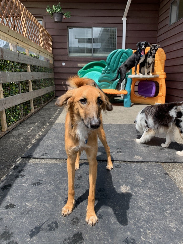 Tails & Trails Dog Daycare | 11860 Ladner Trunk Rd, Delta, BC V4K 3N3, Canada | Phone: (660) 910-4263