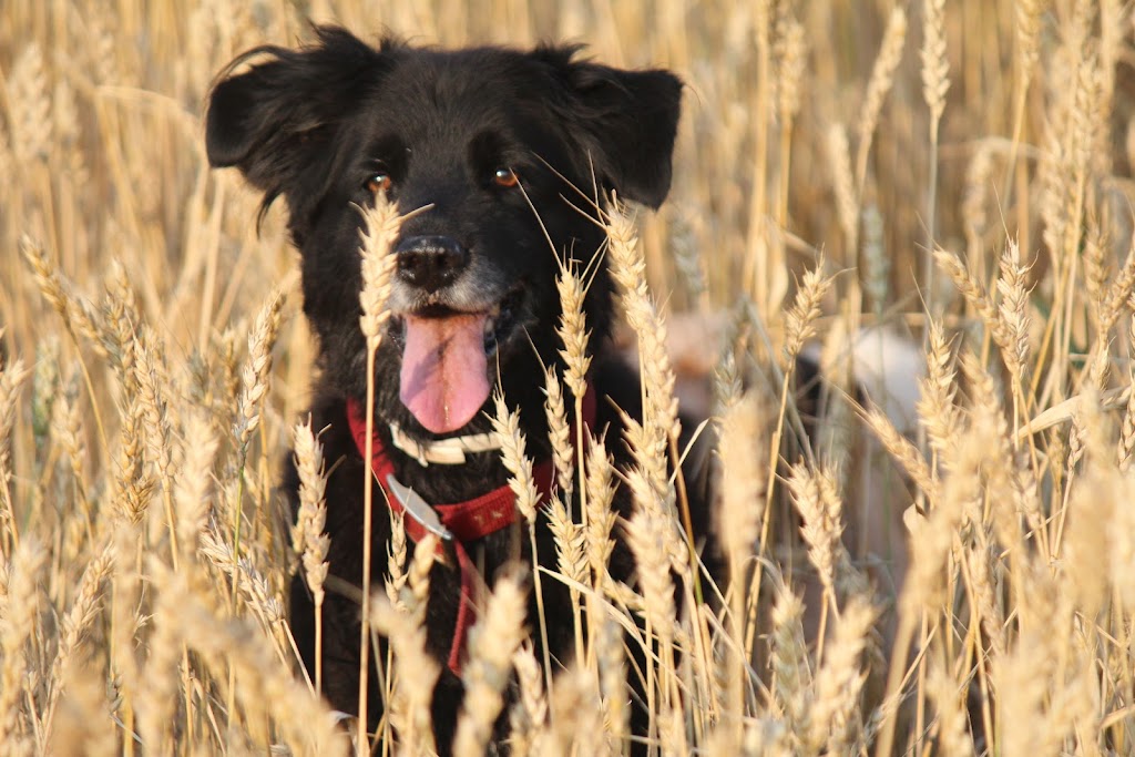 West Prince Veterinary Hospital | 1622 OLeary Rd, OLeary, PE C0B 1V0, Canada | Phone: (902) 859-2441