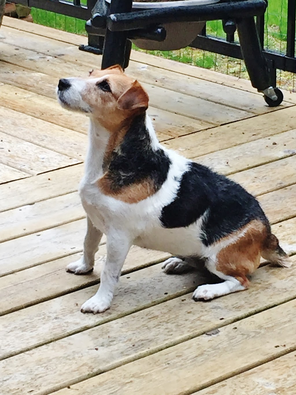 Chemainus Doggieland Kennels | 3383 River Rd, Chemainus, BC V0R 1K3, Canada | Phone: (250) 416-0019