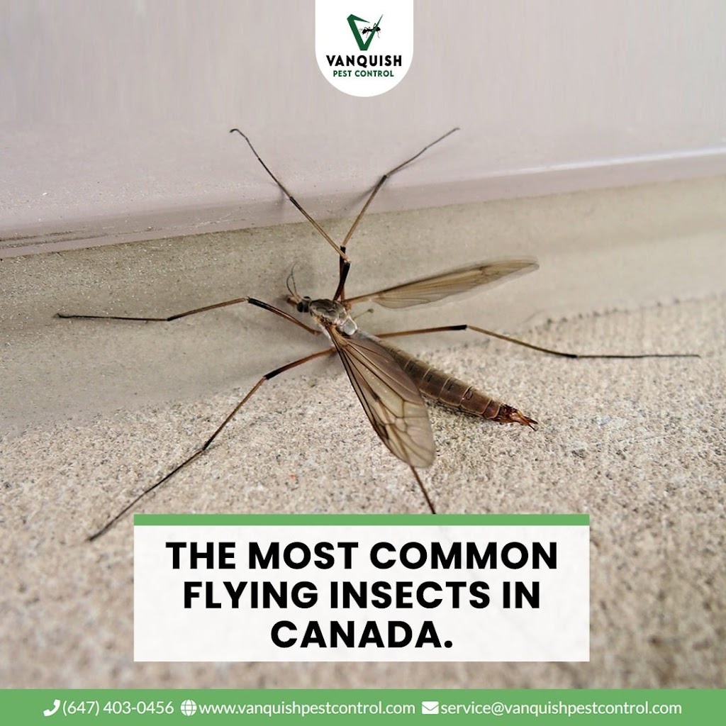 Vanquish Pest Control | 10 Demaris Dr, Brampton, ON L6R 3P5, Canada | Phone: (647) 403-0456