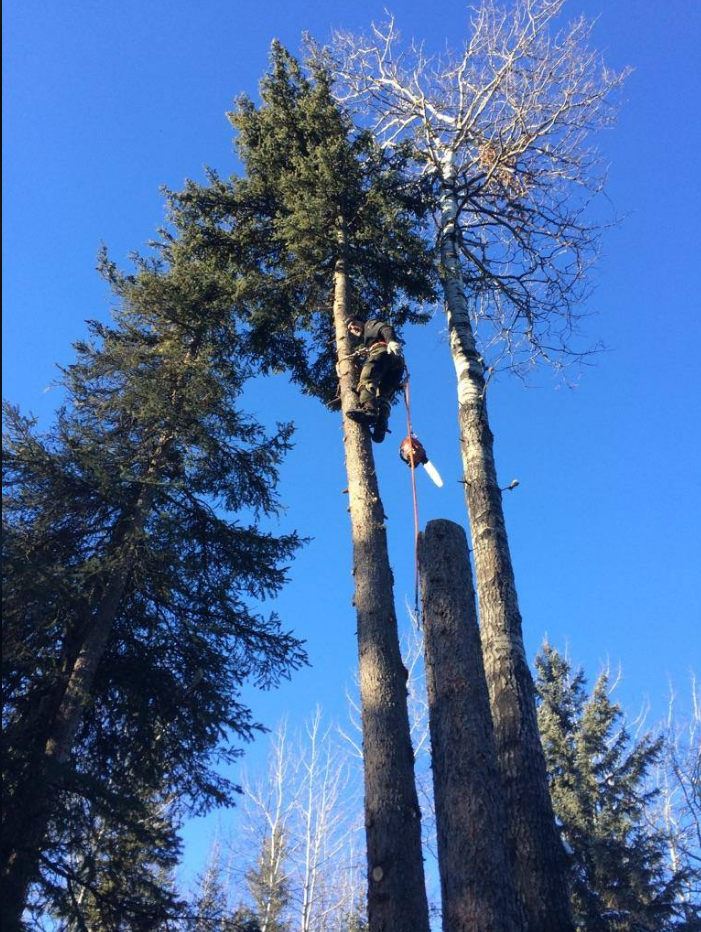 VRP Tree Service | 3097 Landmark Crescent, Nanaimo, BC V9T 5P9, Canada | Phone: (250) 327-7124