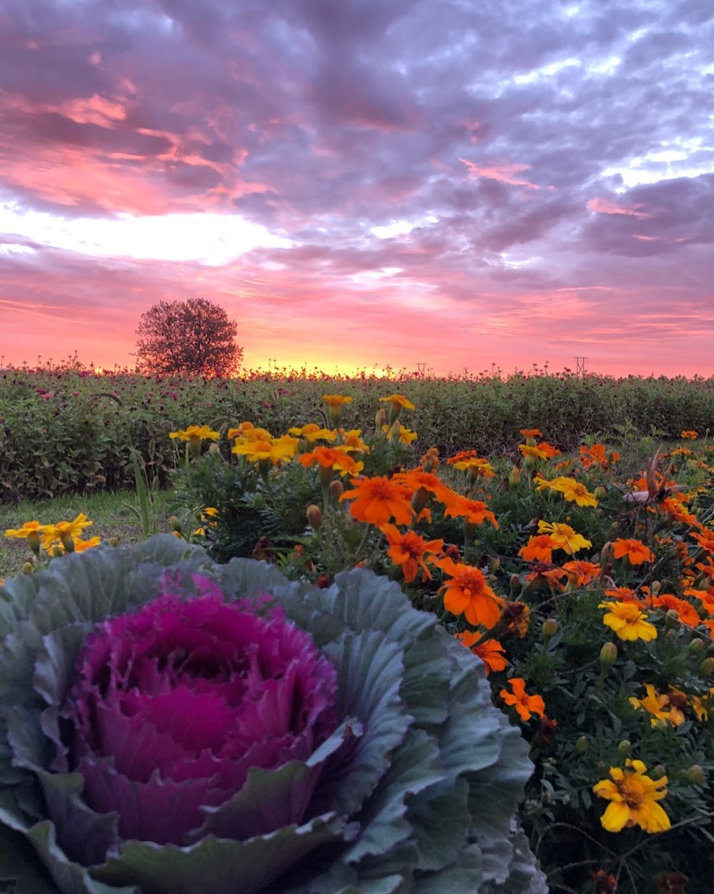 Potager Astral | 367 Rang de Fort-Georges, Sainte-Angèle-de-Monnoir, QC J0L 1P0, Canada | Phone: (514) 662-7814