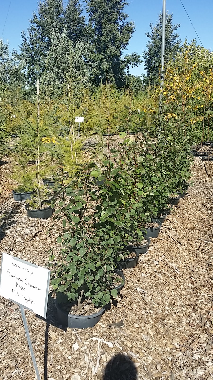 For Trees Company Limited | 1448 Township Rd 312A, Didsbury, AB T0M 0W0, Canada | Phone: (403) 335-8965