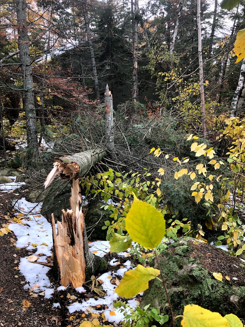 Alpha Forestry Solutions | 71 Lynnwood Dr, Traverse Bay, MB R0E 2A0, Canada | Phone: (204) 782-2043