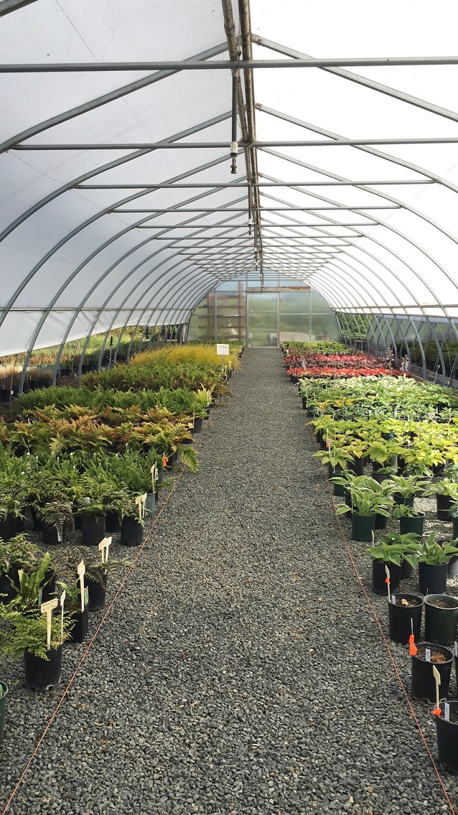 Lochside Nursery | 2716 Dooley Rd, Victoria, BC V8Y 1R7, Canada | Phone: (250) 544-3100