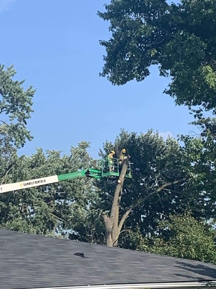 BOSSDAWG TREE REMOVAL | 120 ON-49, Deseronto, ON K0K 1X0, Canada | Phone: (613) 693-1330