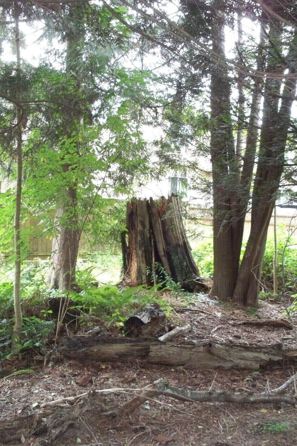 Champlain Heights Trails | Douglas Fir Trail, Vancouver, BC V5S 3Y5, Canada | Phone: (604) 873-7000