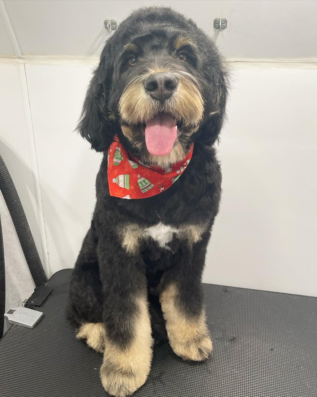 Fosters Mobile Grooming | Baysprings Link SW, Airdrie, AB T4B 0R7, Canada | Phone: (587) 664-9126