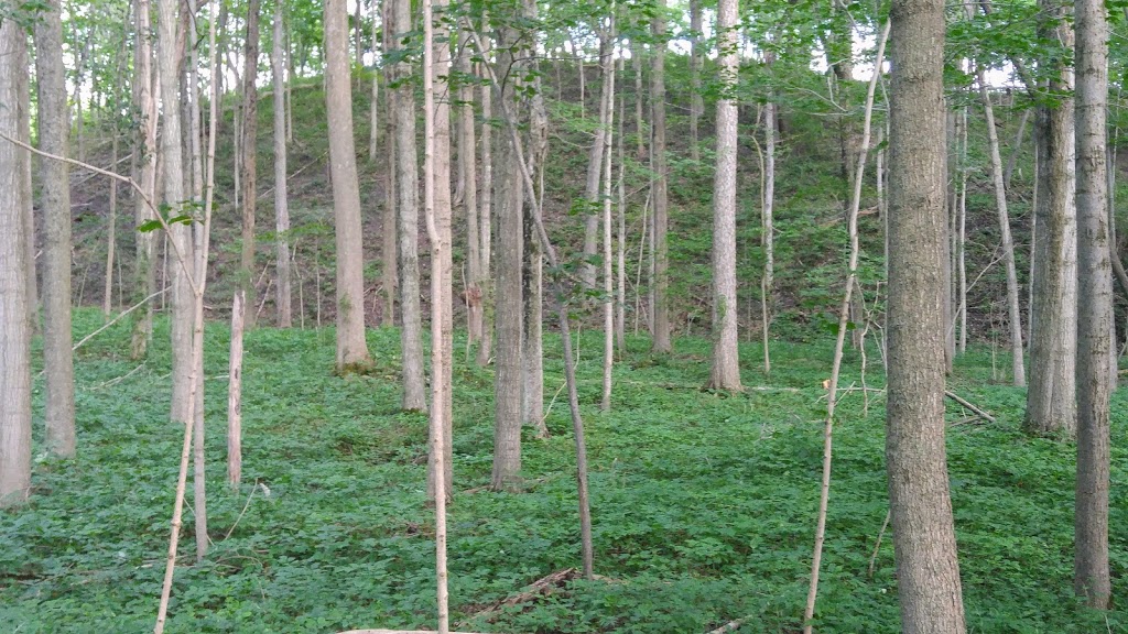 Kains Woods | River Bend, London, ON N6K 5R1, Canada
