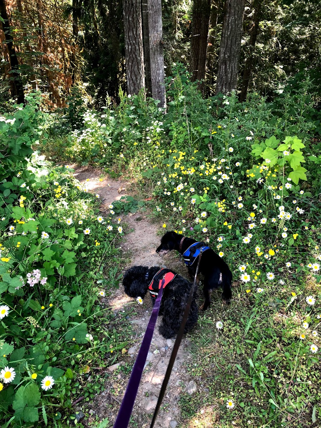 Westwood Lake Campgrounds | 380 Westwood Rd, Nanaimo, BC V9R 0G8, Canada | Phone: (250) 753-3922