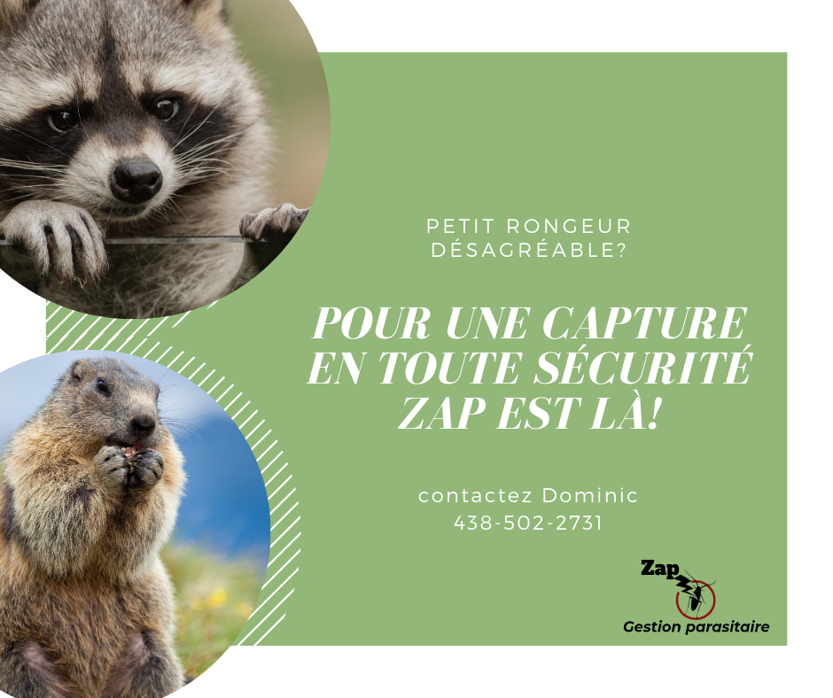 Zap Gestion Parasitaire | 351 Chemin de la Branche-du-Rapide, Marieville, QC J3M 1N9, Canada | Phone: (438) 502-2731