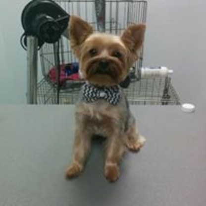 The Groom Meister | 55 Townline, Orangeville, ON L9W 1V5, Canada | Phone: (519) 941-3336
