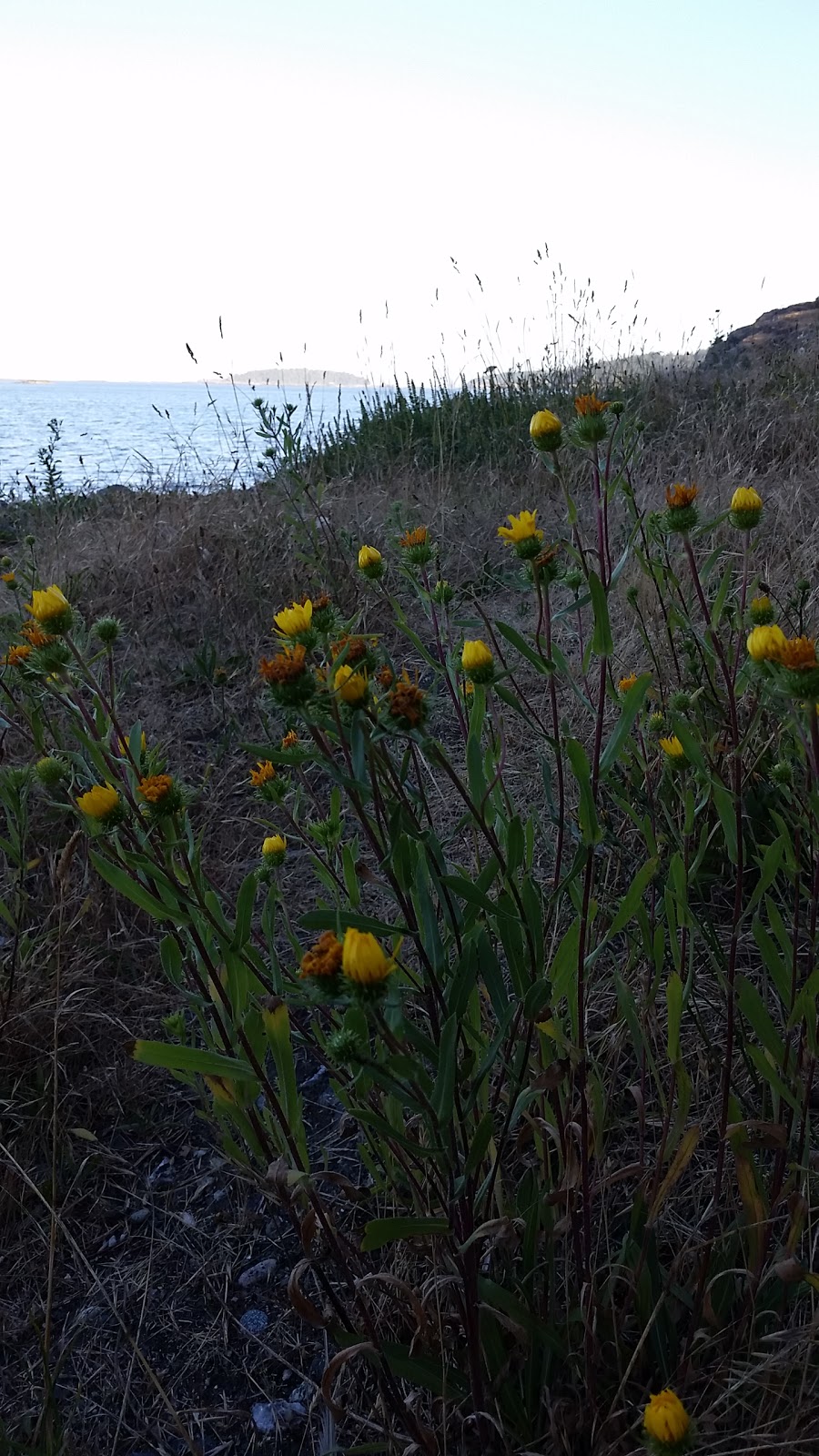 Mackaye Harbor boat launch | Norman Rd, Lopez Island, WA 98261, USA