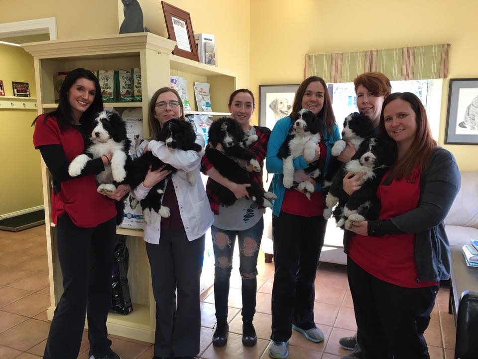 Atlantic Veterinary Hospital | 125 Hampton Rd, Rothesay, NB E2E 2N7, Canada | Phone: (506) 847-2400