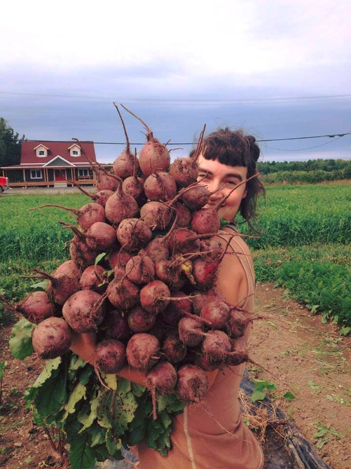 Ferme Les Carottés | 136 Chemin Gaudreau, Brigham, QC J2K 4E6, Canada | Phone: (438) 763-0523