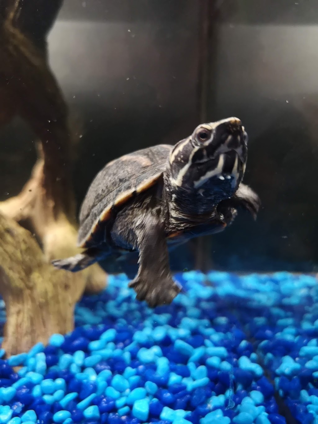Monsieur Reptile | 165 Boulevard Ste Madeleine suite 6A, Trois-Rivières, QC G8T 3L7, Canada | Phone: (819) 909-6080
