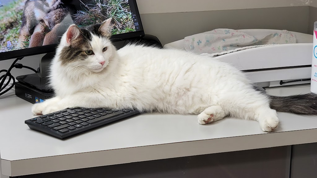 Invermere Veterinary Hospital | 4854 Athalmer Rd, Invermere, BC V0A 1K3, Canada | Phone: (250) 342-7007