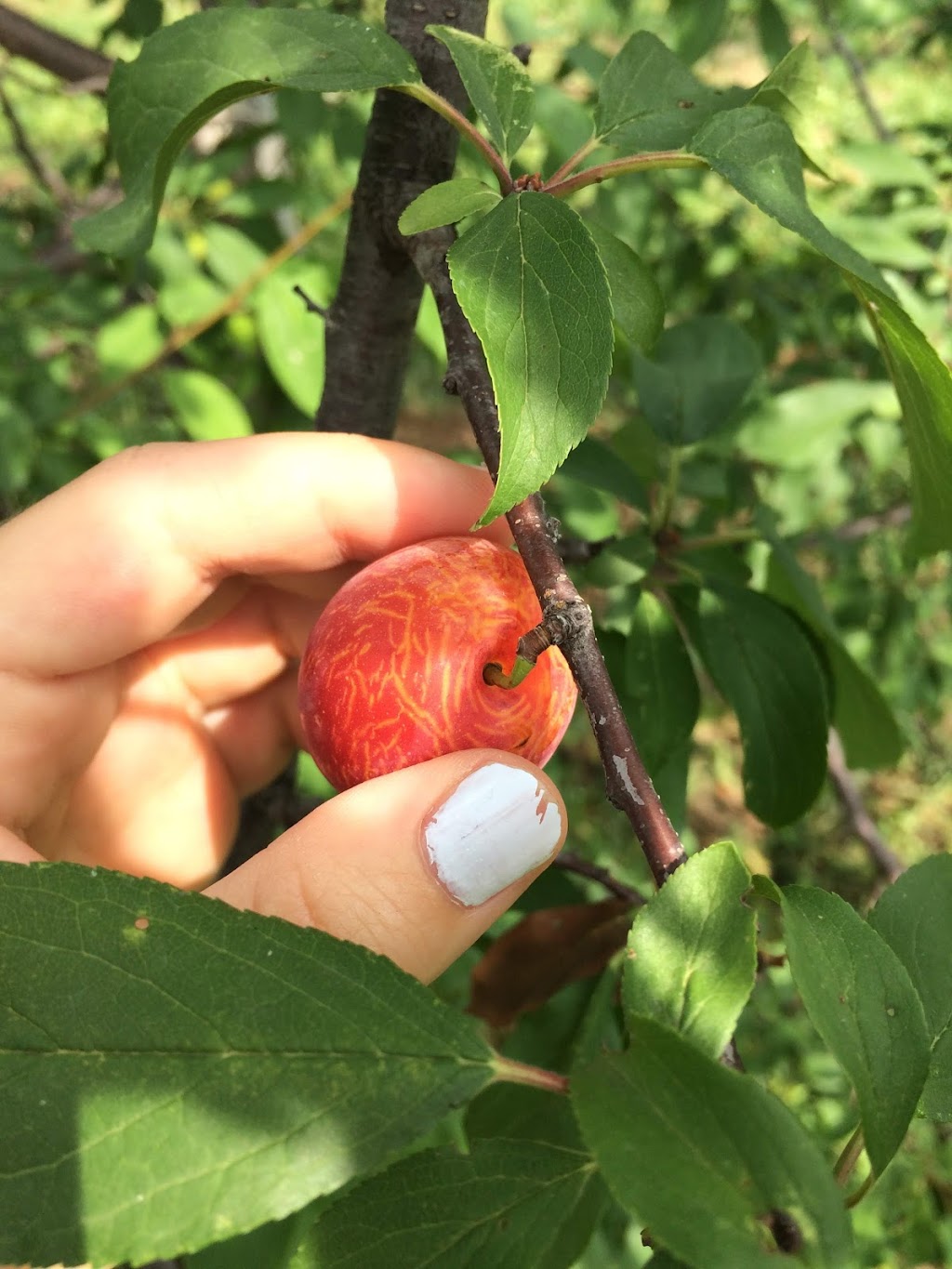 Verger Pépinière Bord-du-Lac | 1530 Chem. du Bord-du-Lac, LÎle-Bizard, QC H9E 1K3, Canada | Phone: (514) 606-3421