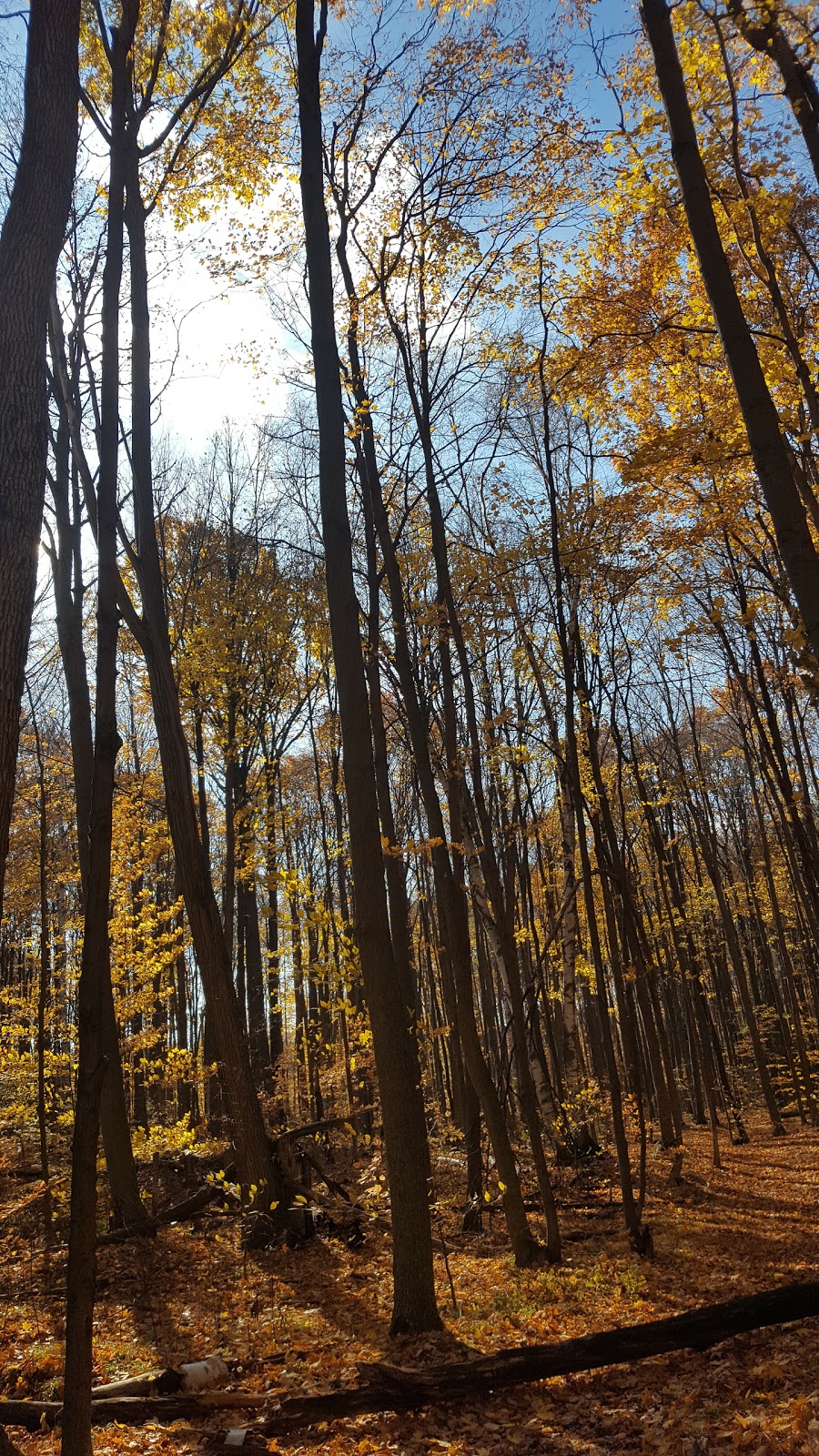 Norm Weller Park | 250 McClellan Way, Aurora, ON L4G 6N9, Canada