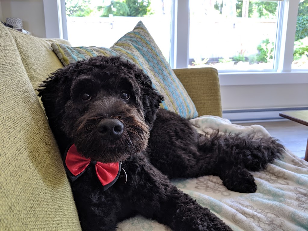 Ruff N Stuff Dog Grooming | 671 Memorial Ave, Qualicum Beach, BC V9K 1G9, Canada | Phone: (250) 594-2284