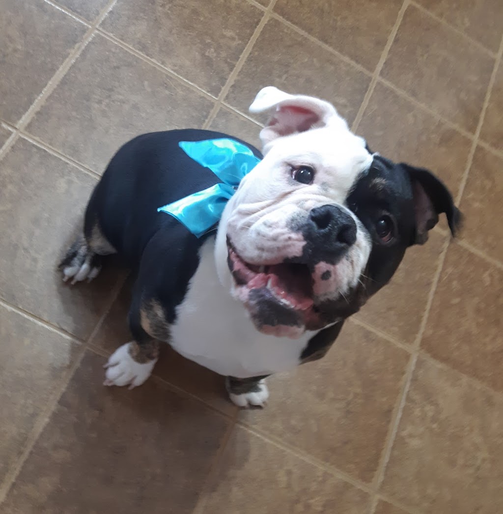 The Grand Groomer | 404 Irish Line Rd, Cayuga, ON N0A 1E0, Canada | Phone: (905) 512-9132