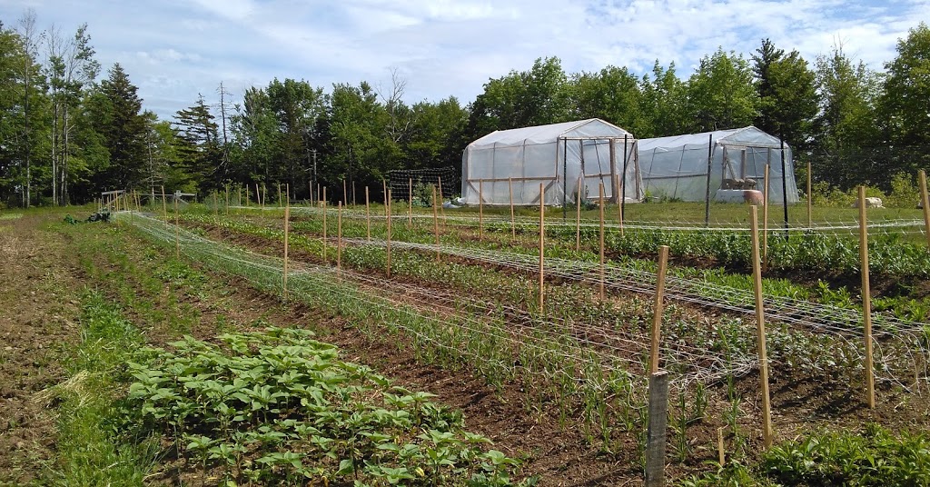 Meguma Meadows Flower Farm | 135 Porter Mountain Lane, Conquerall Mills, NS B4V 9B7, Canada | Phone: (902) 212-1292