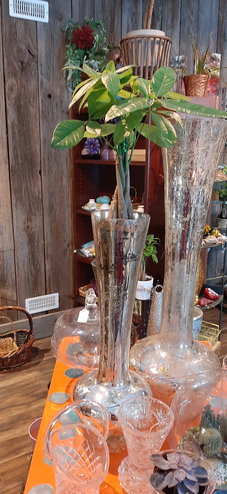 The.weed.lady | 259 Chopin Dr, Cambridge, ON N3H 1J6, Canada | Phone: (226) 898-2500