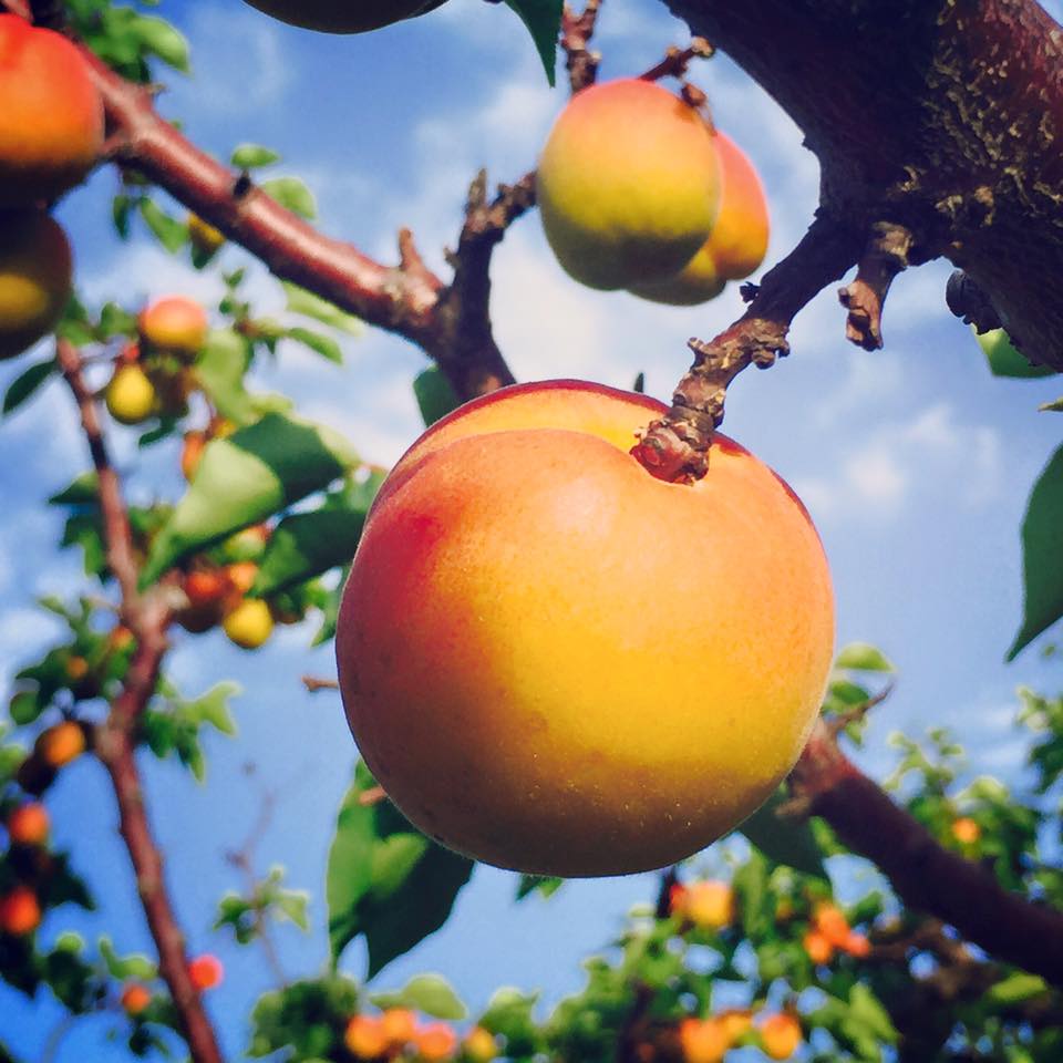 Rose Family Orchard | 11911 Okanagan Centre Rd E, Lake Country, BC V4V 1G3, Canada | Phone: (250) 801-1273