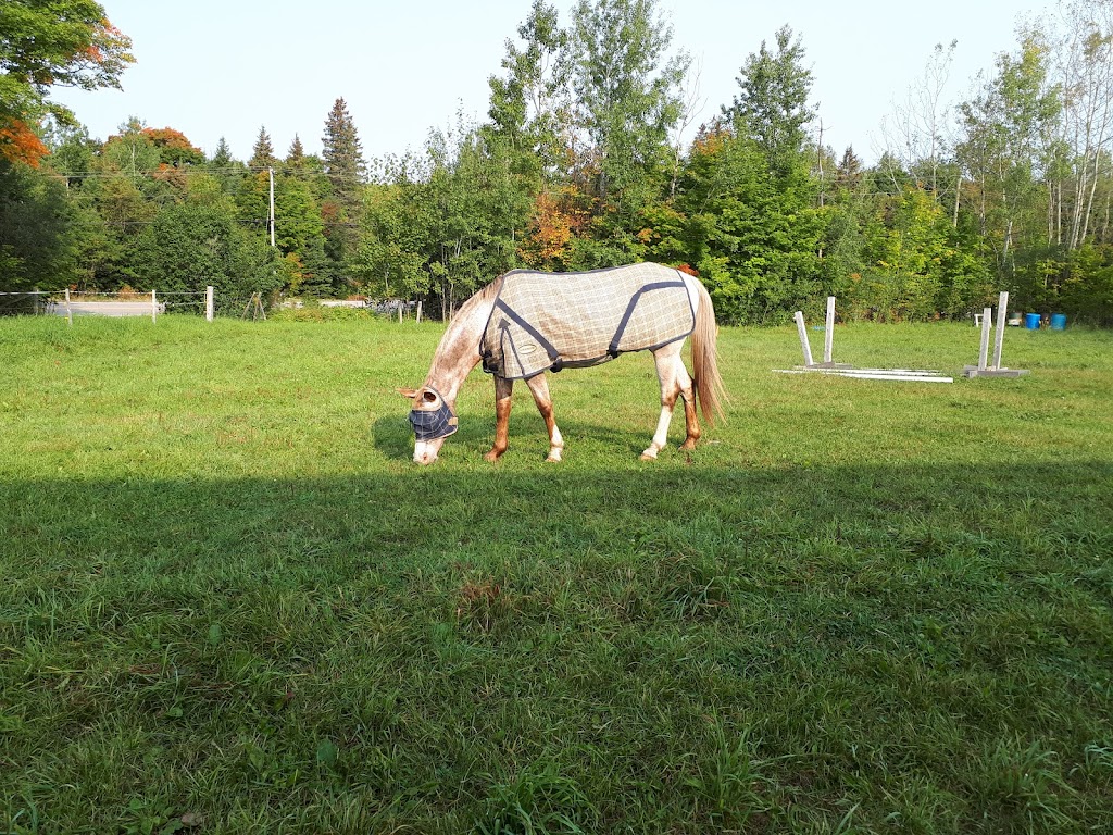 Hill Rise Farm | 139 Hastings County Rd 62, Combermere, ON K0J 1L0, Canada | Phone: (613) 334-5262