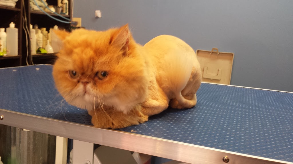 Bark And Purr Pet Grooming | 310 Wharncliffe Rd S, London, ON N6J 2L7, Canada | Phone: (519) 601-4777