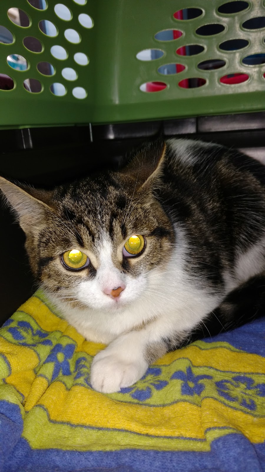 Broadway Animal Hospital | 328 Broadway, Orangeville, ON L9W 4L7, Canada | Phone: (519) 940-0899