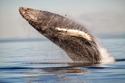 Sidney Whale Watching | 2537 Beacon Ave, Sidney, BC V8L 1Y2, Canada | Phone: (250) 656-7599