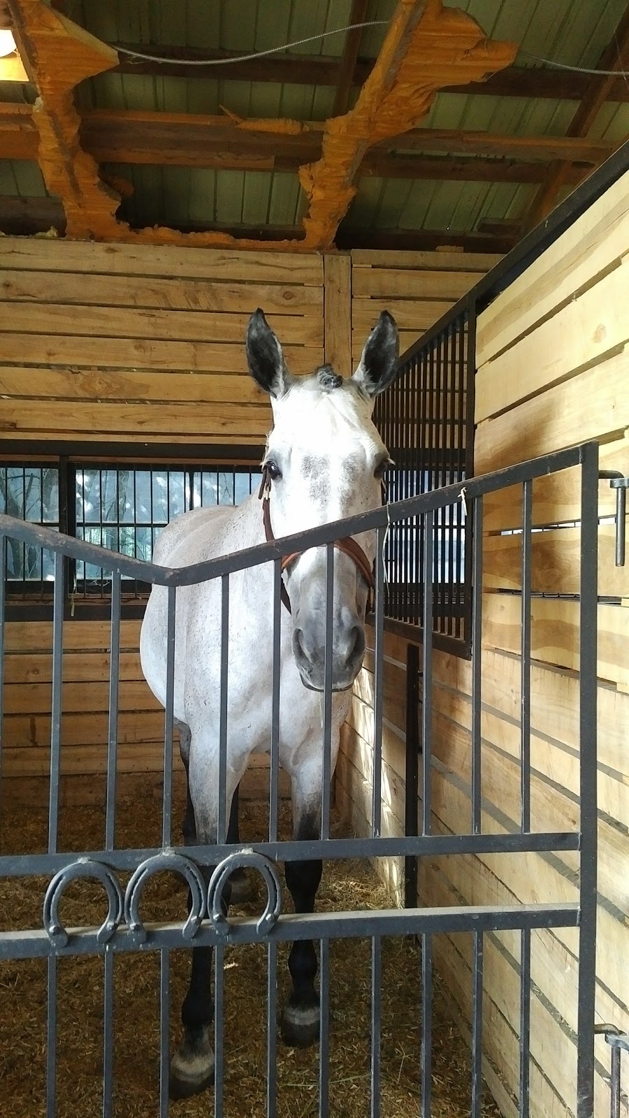 Meadowlarke Stables | 5154 3 Line, Acton, ON L7J 2L8, Canada | Phone: (800) 295-0419