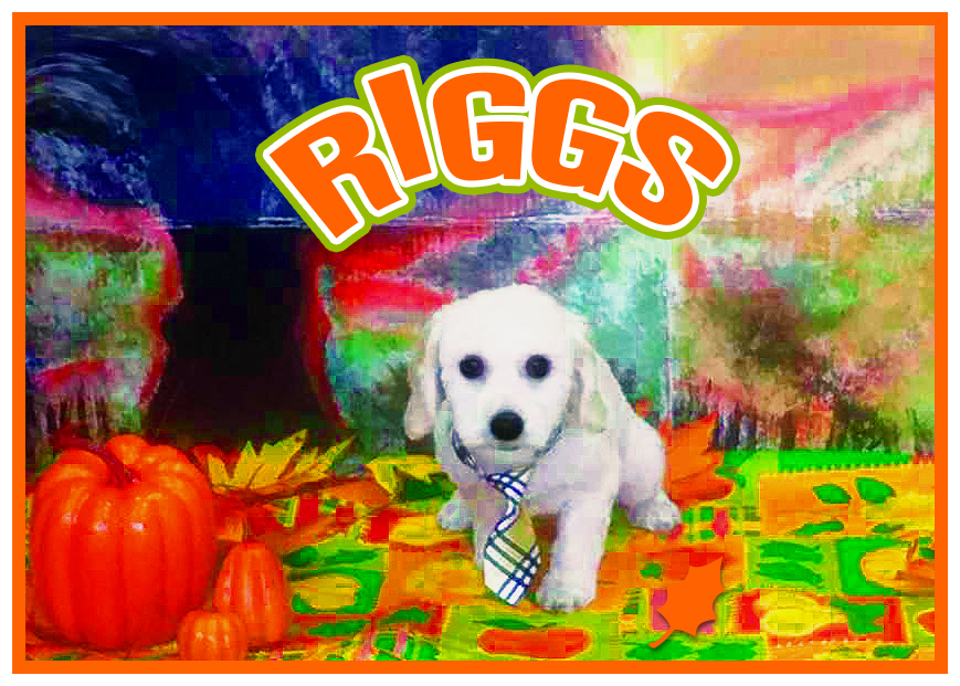 Dogs & Goddesses Inc. | 3435 Eglinton Ave W Unit 2, Mississauga, ON L5M 7Z5, Canada | Phone: (905) 820-1999