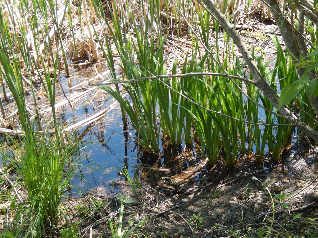 Wye Marsh Wildlife Centre | 16160 Highway 12 East, Midland, ON L4R 4K6, Canada | Phone: (705) 526-7809