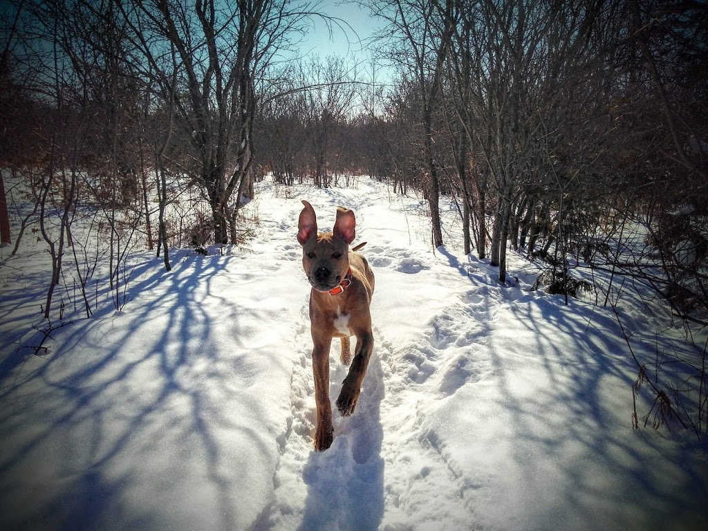 Wagging Tail Pet Retreat | 477 Cty Rd 21, Millbrook, ON L0A 1G0, Canada | Phone: (705) 932-3737