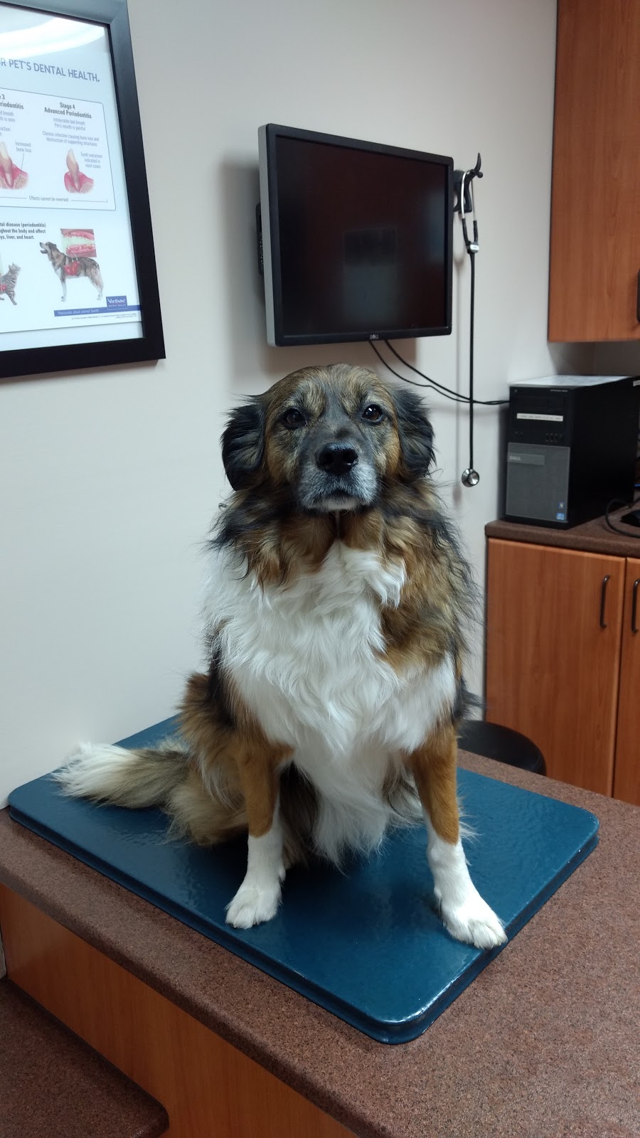 Carp Road Animal Hospital | 1054 Carp Rd, Stittsville, ON K2S 1B9, Canada | Phone: (613) 831-2965