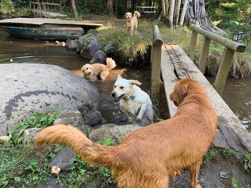 Camp Good Dog | 28316 Dewdney Trunk Rd, Maple Ridge, BC V2W 1M1, Canada | Phone: (604) 515-2267