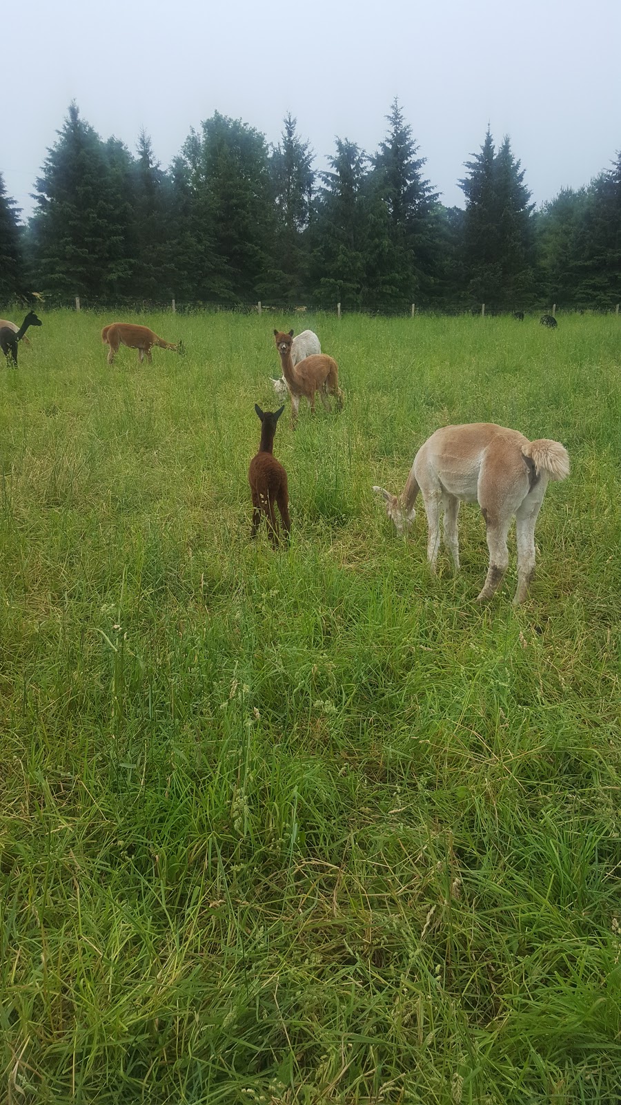 Dragonfly Alpaca Ranch | 233475 Concession Rd 2 WGR, Durham, ON N0G 1R0, Canada | Phone: (519) 369-2057