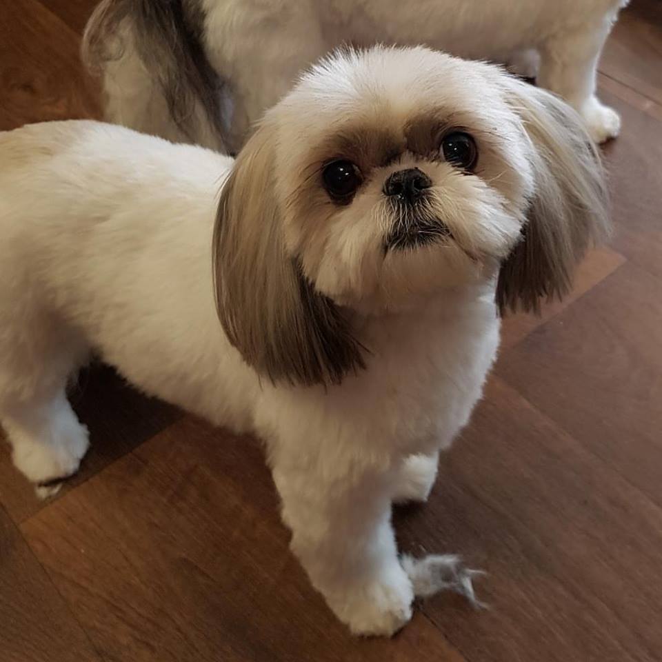 Roxy and Friends Grooming Salon by Appointment | 83 Erie St, Port Colborne, ON L3K 4L9, Canada | Phone: (289) 478-6034