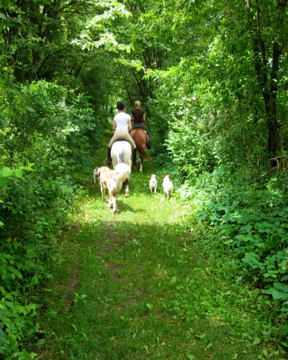Stonecroft Equine | 19940 McCowan Rd, Mount Albert, ON L0G 1M0, Canada | Phone: (416) 660-9775